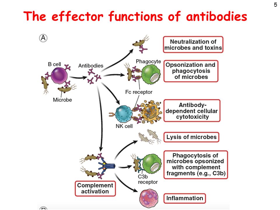 types of immunoglobulins and its function pdf